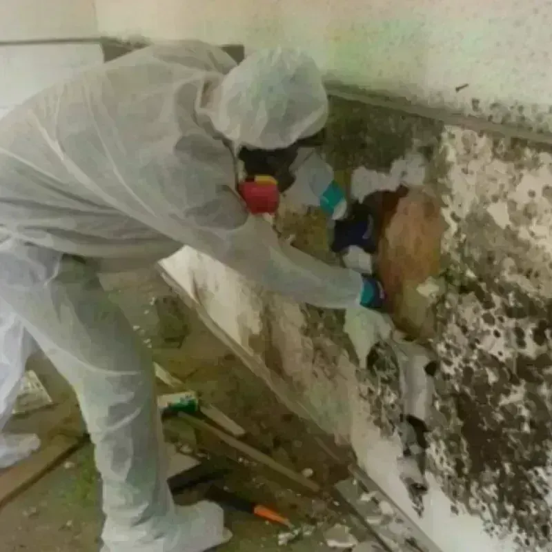 Mold Remediation and Removal in Clarence, NY